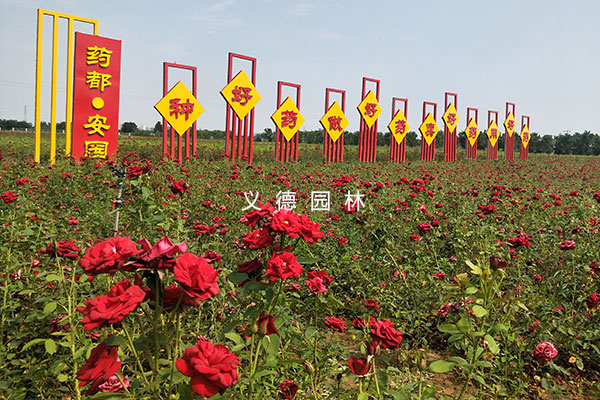 藥用植物綠化及花海項(xiàng)目設(shè)計(jì)施工